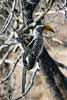 Een Zuidelijke geelsnaveltok in de boom in Kruger National park in Zuid-Afrika