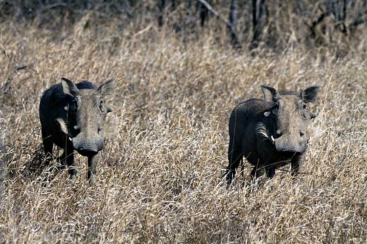 Twee wrattenzwijnen langs de weg in Kruger National Park in Zuid-Afrika