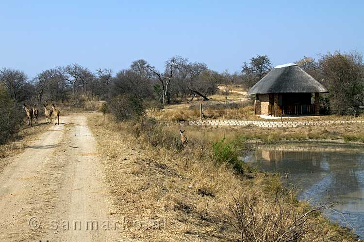 Impalas op de weg terug van de Game Drive naar de Lodge