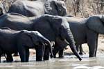 Een kudde afrikaanse olifanten komt water drinken in het meertje voor de Lodge