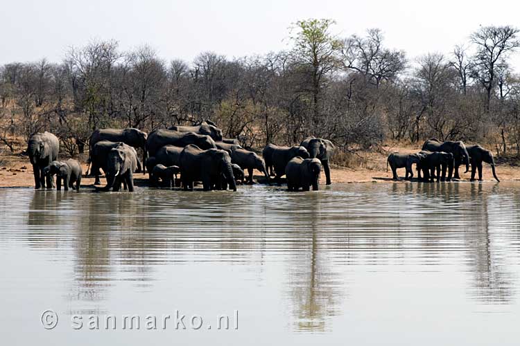 En dan staat er een hele kudde olifanten in en rondom het meertje bij Gomo Gomo