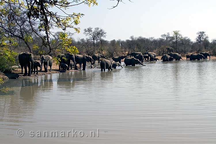 Hier is goed te zien hoeveel afrikaanse olifanten er bij het meertje staan
