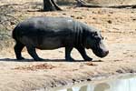 Er komt een nijlpaard naar het meertje bij Gomo Gomo gelopen