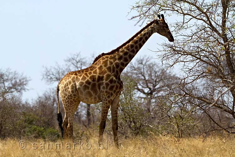 Op route naar Kruger National Park komen we onze eerste zebra tegen