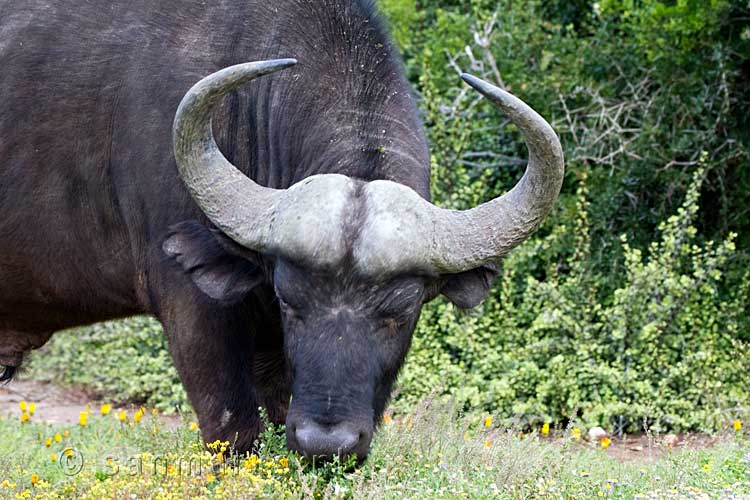 Een grazende buffel in Kruger National Park