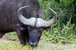 Een grazende buffel in Kruger National Park