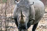 De witte neushoorn in Kruger National Park in het oosten van Zuid-Afrika