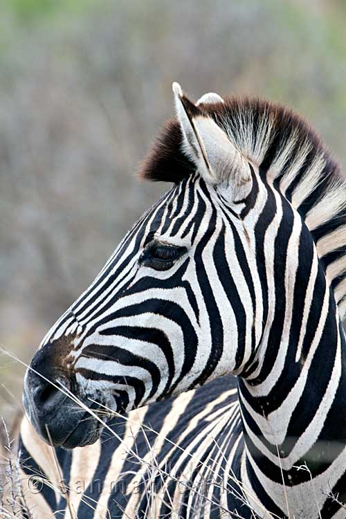 Een mooie Burchell's Zebra in Kruger National Park in Zuid-Afrika