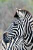 Een mooie Burchell's Zebra in Kruger National Park in Zuid-Afrika