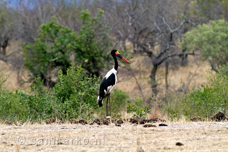 De bedreigde Zadelbekooievaar bij een meertje in Kruger National Park