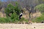 De bedreigde Zadelbekooievaar bij een meertje in Kruger National Park