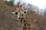 De leuke dufkijkende giraffe in Kruger National Park