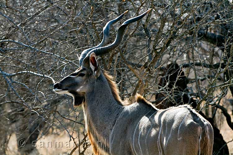 Een grote koedoe tussen de bomen in Kruger National Park