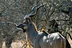 Een grote koedoe tussen de bomen in Kruger National Park