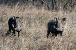Twee nieuwsgierige wrattenzwijnen in Kruger National Park in Zuid-Afrika