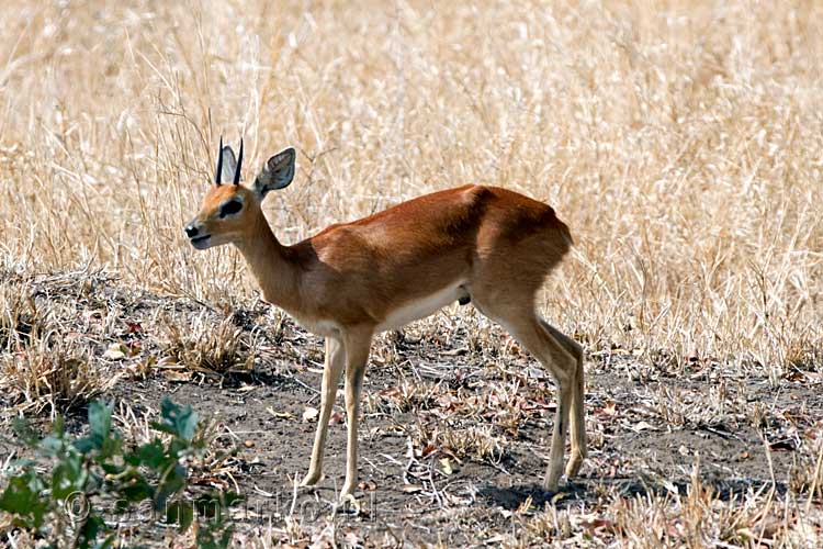 Een kleine klipspringer langs de weg in Kruger National Park