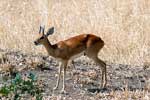 Een kleine klipspringer langs de weg in Kruger National Park