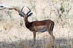 Een impala gespot tijdens onze reis door Kruger National Park