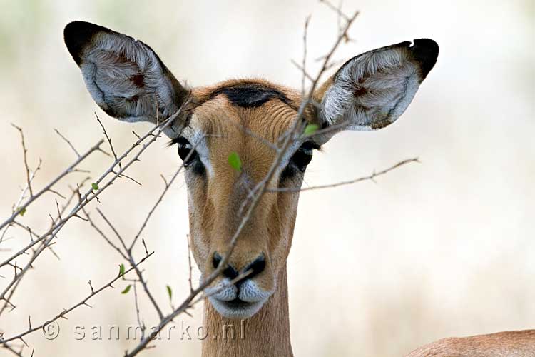 De impala houdt ons goed in de gaten bij Skukuza Rest Camp