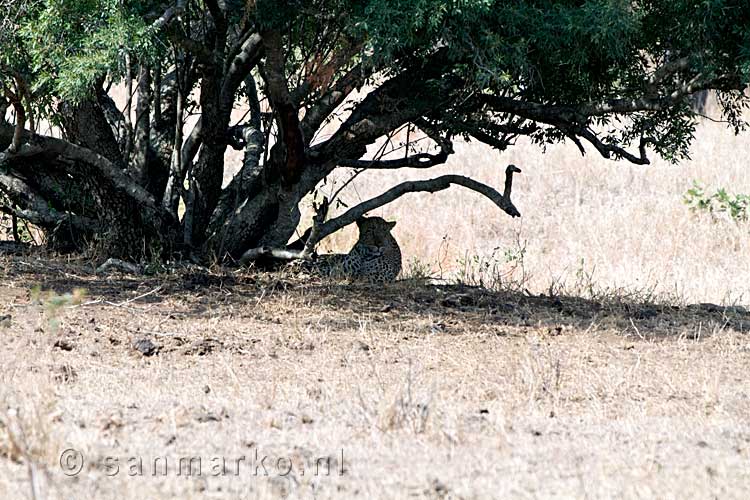 Een luipaard onder de boom in Kruger National Park vlakbij Skukuza