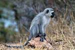 Een vervet of blauwaap bij Skukuza in Kruger National Park in Zuid-Afrika