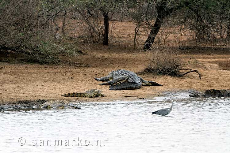 Verschillende krokidillen in en om het meertje langs de weg in Kruger National Park