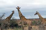 Een groep giraffen op de savanne in Kruger National Park