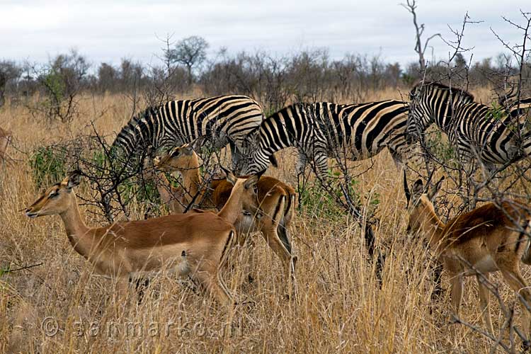 Impala's en Zebra's grazen samen op de savanne in Kruger National Park