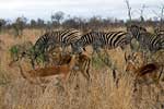 Impala's en Zebra's grazen samen op de savanne in Kruger National Park
