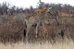 Een giraffe met netgeboren jong tijdens onze rondrit bij Skukuza