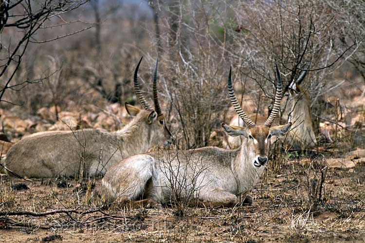 Een aantal waterbokken aan het rusten onder de bomen in Kruger National Park