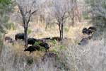 Een grote groep grazende buffels bij Skukuza in Zuid-Afrika