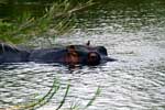In een van de meertjes zwemt een groot nijlpaard