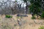 We zien de eerste neushoorn van een afstandje langs de weg door Kruger