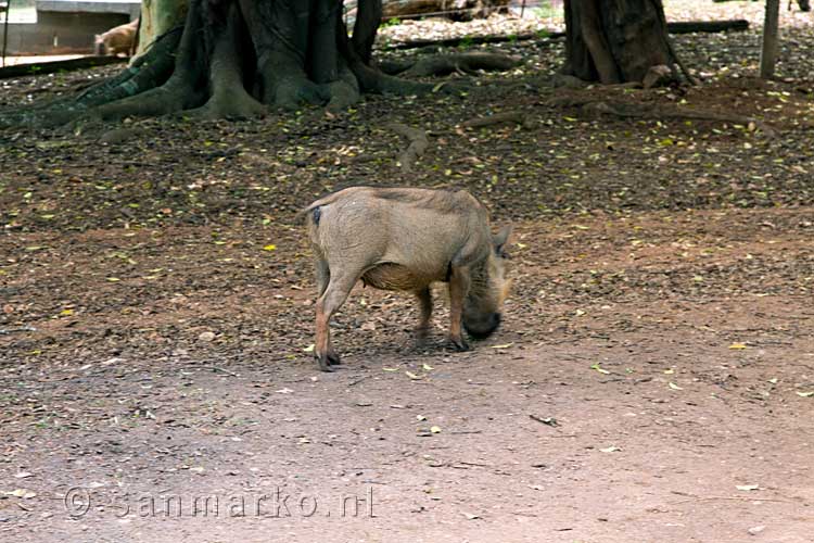 Een wrattenzwijn op het Rest Camp van Mlilwane Wildlife Sanctuary in Swaziland