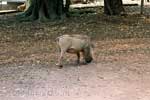 Een wrattenzwijn op het Rest Camp van Mlilwane Wildlife Sanctuary in Swaziland