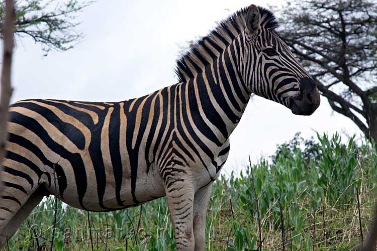 Deze Burchell's zebra blijft vlakbij het pad staan in Mlilwane Wildlife Sanctuary in Swaziland