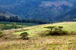 De baobabboom in Mlilwane Wildlife Sanctuary in Swaziland