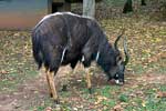 Een Nyala staat midden in het Rest Camp van Mlilwane Wildlife Sanctuary in Swaziland