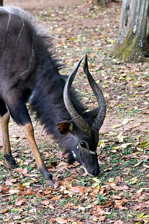 De Nyala is niet bang en blijft rustig staan op het Rest Camp