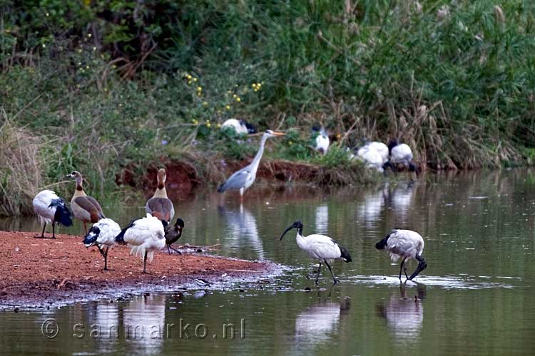 Er zitten o.a. ibissen, nijlganzen en reigers op het vogeleiland in Mlilwane