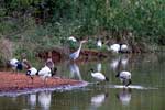Er zitten o.a. ibissen, nijlganzen en reigers op het vogeleiland in Mlilwane