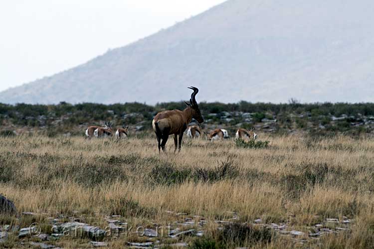 De grote koedoe in Mountain Zebra National Park in Zuid-Afrika