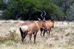 Twee grote koedoes in de regen in Mountain Zebra National Park bij Cradock