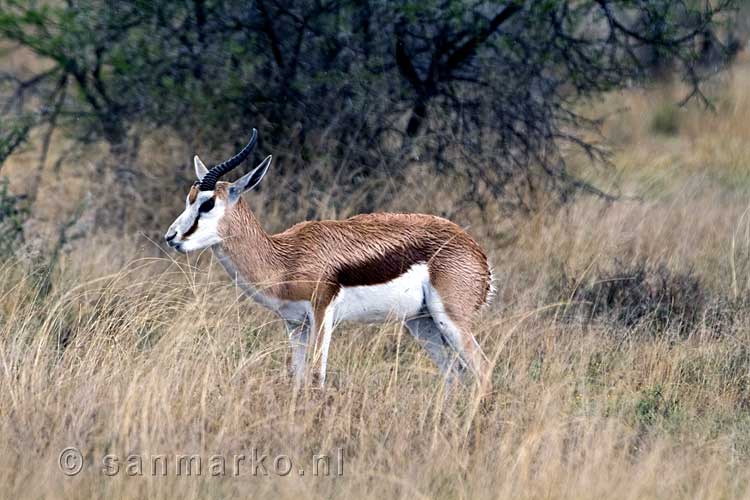 Een springbok in Mountain Zebra National Park in Zuid-Afrika