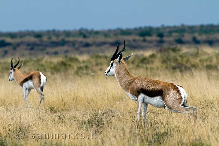 Twee springbokken op de open vlakte van Mountain Zebra National Park