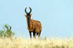 Een grote koedoe langs de weg in Mountain Zebra National Park bij Cradock