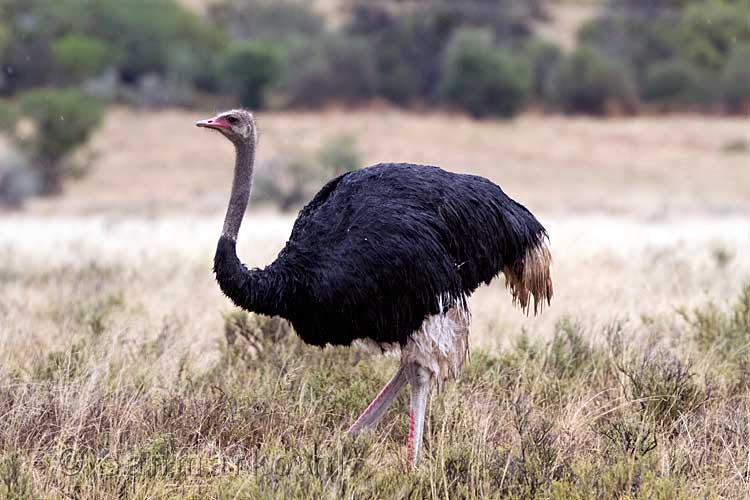 Een struisvogel in Mountain zebra National Park bij Cradock in Zuid-Afrika