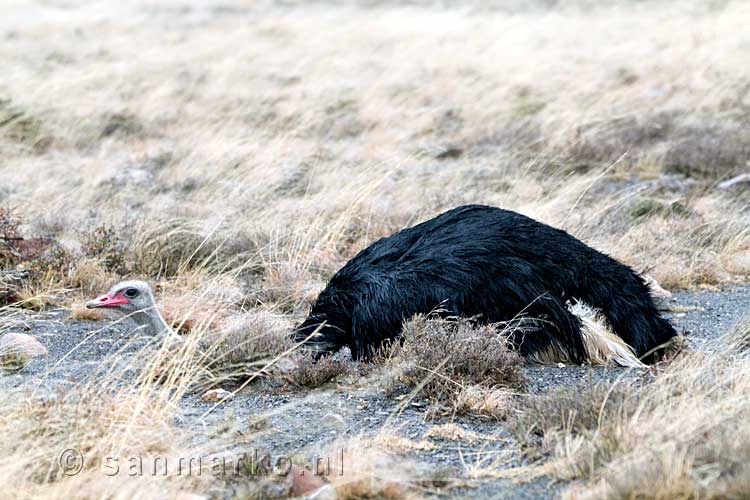 De struisvogel schuilt voor de wind op de open vlakte in Mountain Zebra National Park