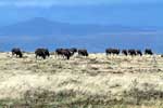 Een kudde gnoes op de open vlakten van Mountain Zebra National Park